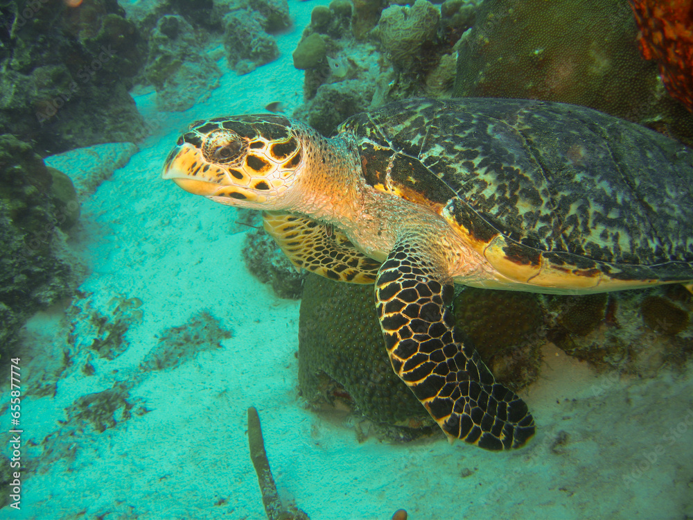 Echte Karettschildkröte an einem Riff vor Bonaire Echte Karettschildkröte an einem Riff vor Bonaire
