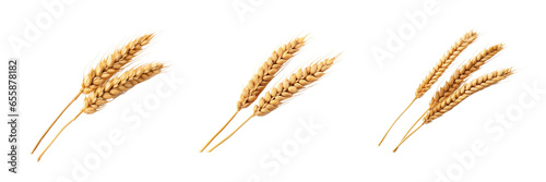 An ear of wheat on a transparent background