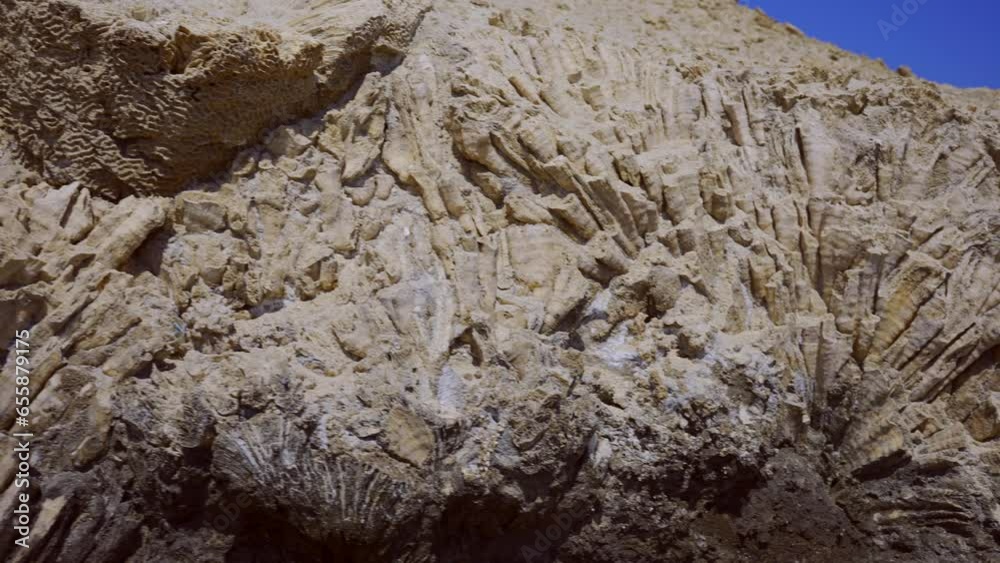 Close up of details of petrified coral reef. Corals fossil texture, natural background, Camer moves sideway to left side Close up of details of petrified coral reef. Corals fossil texture, natural background, Camer moves sideway to left side
