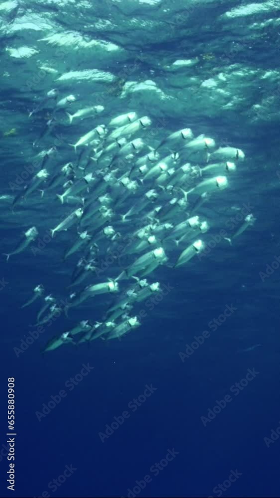 Vertical video, View from deep on school of Striped mackerel or Indian mackerel (Rastrelliger kanagurta) silvering in sunlight swims with open mouths, filtering for plankton under waves Vertical video, View from deep on school of Striped mackerel or Indian mackerel (Rastrelliger kanagurta) silvering in sunlight swims with open mouths, filtering for plankton under waves