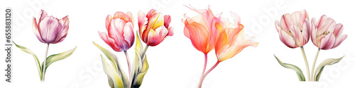 Tulip Botanical View On A Clean White Background Soft Watercolour Transparent Background © Wander Taste