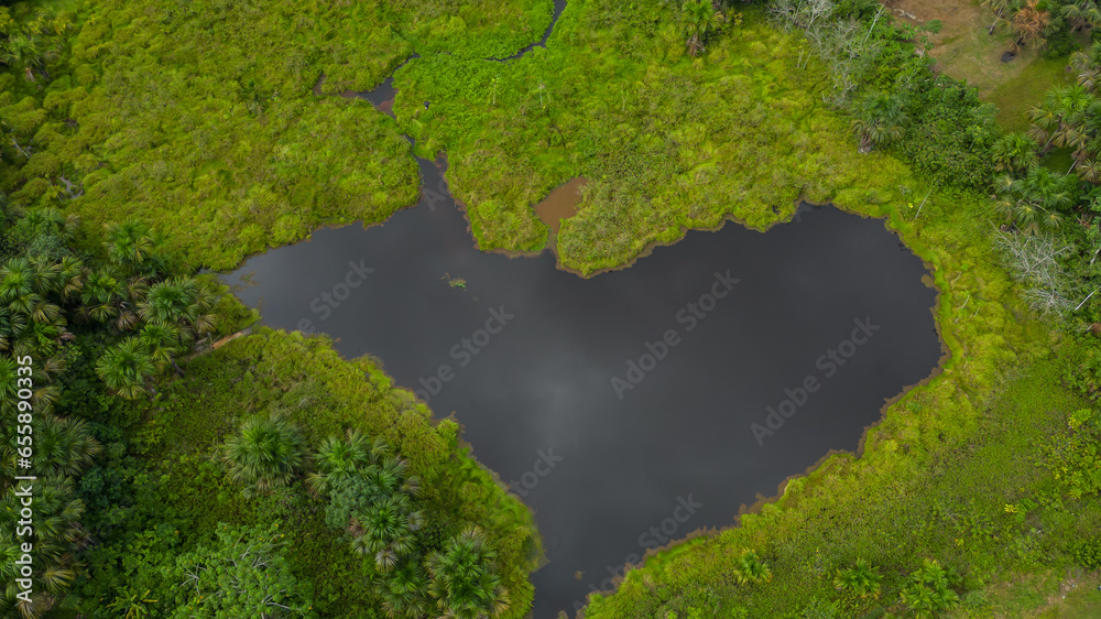 The lagoons in the Amazon rainforest, with black water that form ravines later on, are wetlands where aguaje trees are characteristic The lagoons in the Amazon rainforest, with black water that form ravines later on, are wetlands where aguaje trees are characteristic