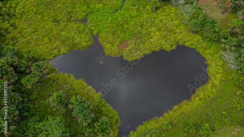 The lagoons in the Amazon rainforest  with black water that form ravines later on  are wetlands where aguaje trees are characteristic