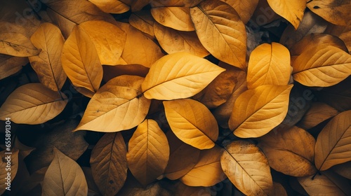 Yellow leaves in fall season: an abstract nature background