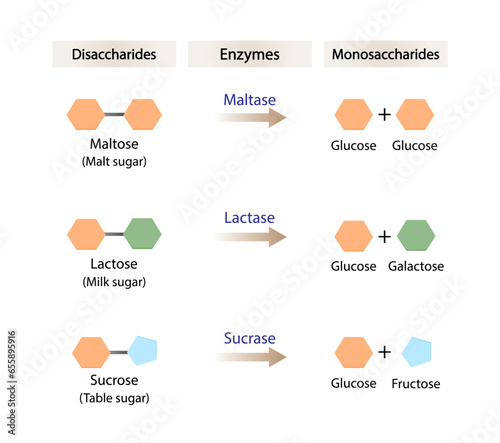 Carbohydrates Digestion. Maltase, Sucrase and Lactase Enzymes catalyze Disaccharides Maltose, Lactose and Sucrose to Monosaccharides, glucose, galactose and Fructose molecules. Vector Illustration.