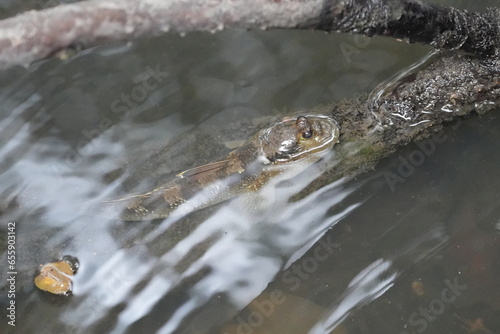 The shuttles hoppfish or shuttles mudskipper (Periophthalmus modestus) is a species of mudskippers native to fresh, marine and brackish waters of the northwestern Pacific Ocean|彈塗魚 photo