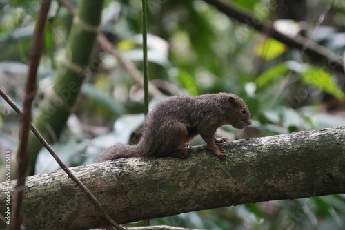 The plantain squirrel, scientifically known as Callosciurus notatus.These squirrels are known for their active and agile behavior, as well as their ability to inhabit urban and forested environments. photo