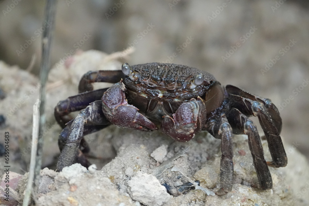 Episesarma is a genus of land crabs commonly known as 