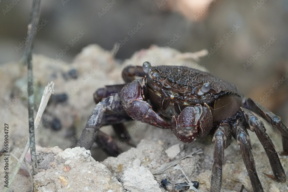 Episesarma is a genus of land crabs commonly known as 