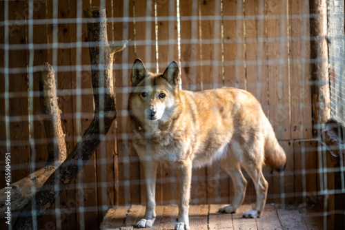 Photography light wolves close-up in an enclosure on an autumn day