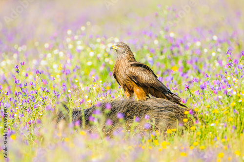 A black kite on the ground after landing in search of food during a spring hunt in Extremadura, Spain