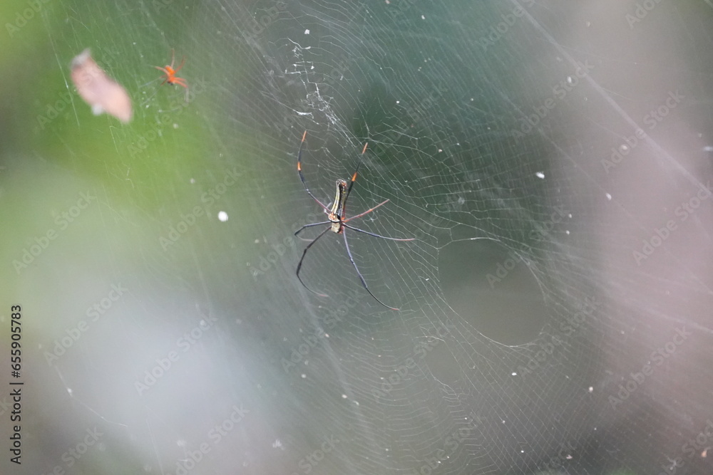 Nephila pilipes, commonly known as the Giant Golden Orb-Weaver Spider or simply the Golden Orb-Weaver, is a species of large and colorful orb-weaving spider. |大木林蜘蛛 Nephila pilipes, commonly known as the Giant Golden Orb-Weaver Spider or simply the Golden Orb-Weaver, is a species of large and colorful orb-weaving spider. |大木林蜘蛛