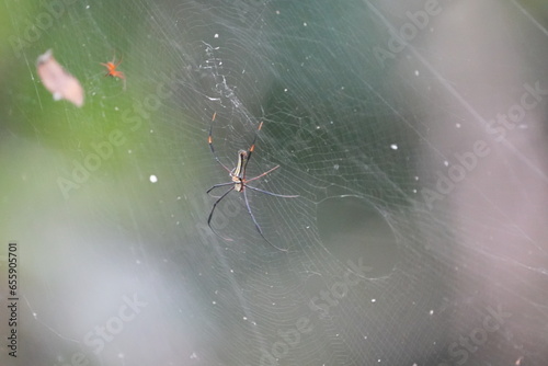 Nephila pilipes, commonly known as the Giant Golden Orb-Weaver Spider or simply the Golden Orb-Weaver, is a species of large and colorful orb-weaving spider. |大木林蜘蛛 photo