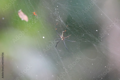 Nephila pilipes, commonly known as the Giant Golden Orb-Weaver Spider or simply the Golden Orb-Weaver, is a species of large and colorful orb-weaving spider. |大木林蜘蛛 photo