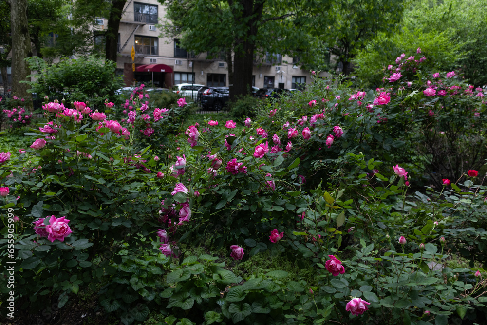 Beautiful Pink Rose Bushes at Tompkins Square Park in the East Village of New York City during Spring