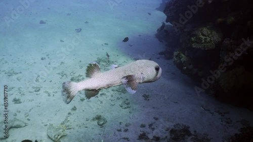 Porcupinefish swims slowly into shadow of coral reef hiding in cave on sunny day, slow motion, Ajargo, Giant Porcupinefish or Spotted Porcupine Fish (Diodon hystrix) photo