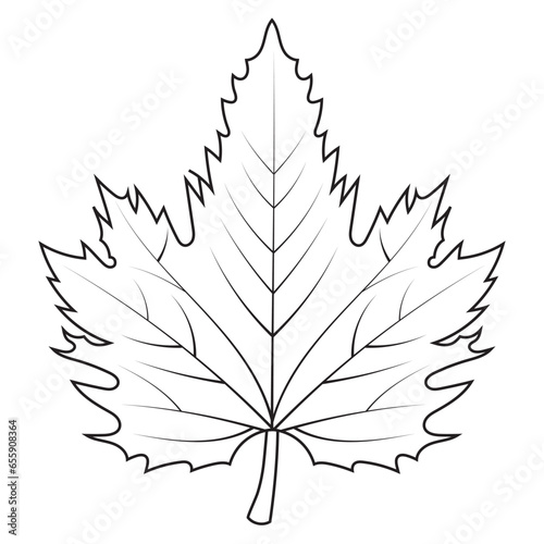 Contour drawing of a maple leaf. Autumn leaf