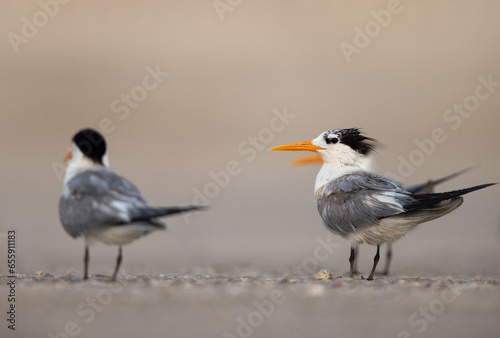 Lesser Crested Terns perched on ground at tubli, Bahrain