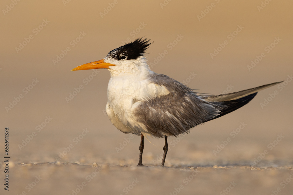 Fototapeta premium Portrait of Lesser Crested Tern with large crest at tubli, Bahrain