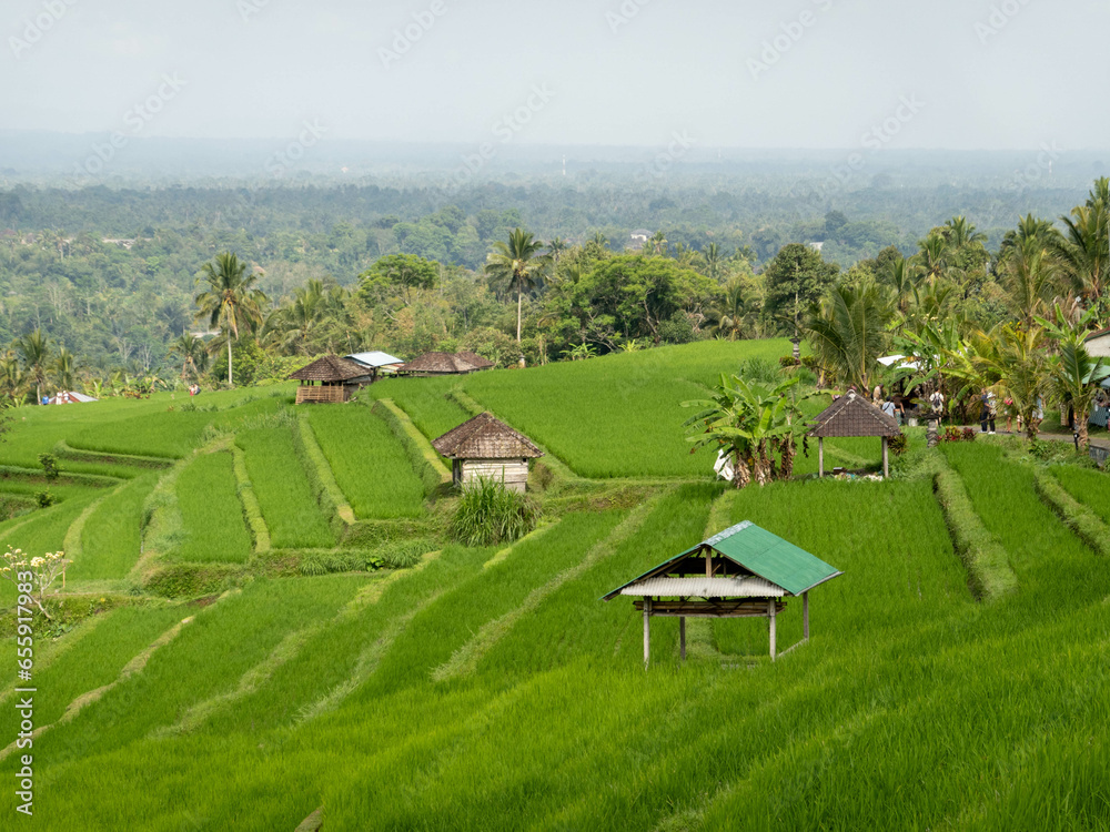 Jatiluwih rice terrace bali indonesia Jatiluwih rice terrace bali indonesia