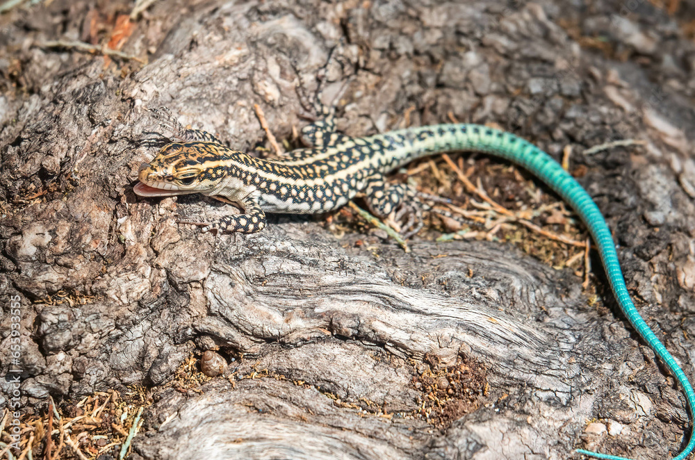 Naklejka premium griechische Eidechse mit türkisen Schwanz zeigt die Zunge