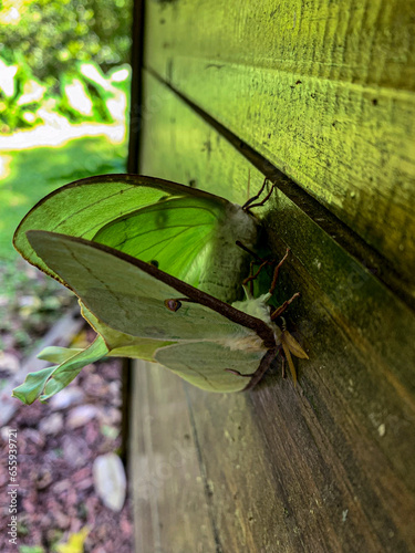 Luna moths mating on a wooden background.