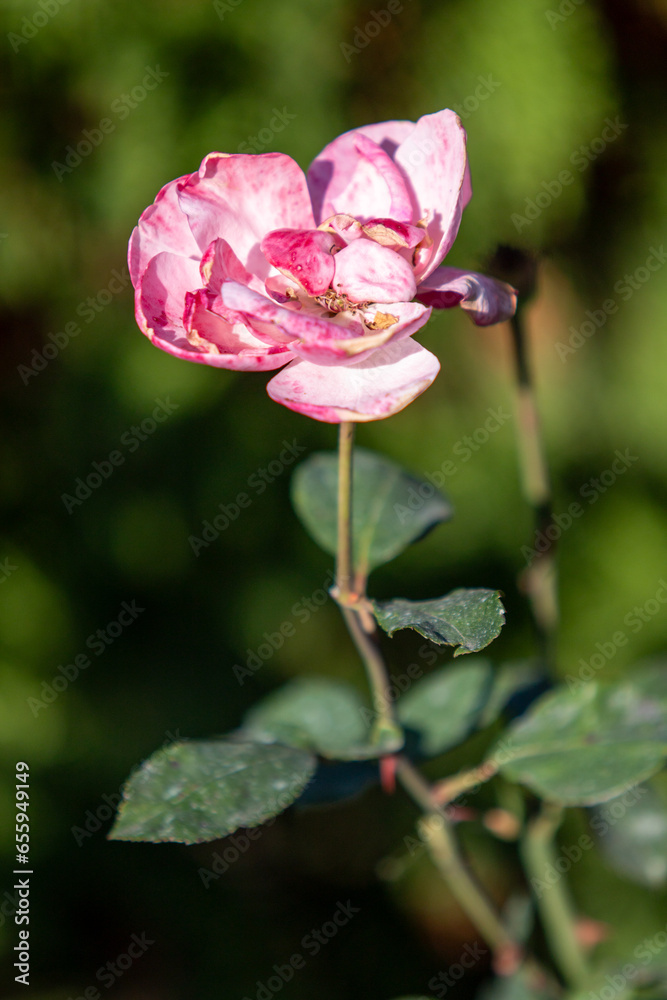 bright red roses in a garden in a summer park bright red roses in a garden in a summer park