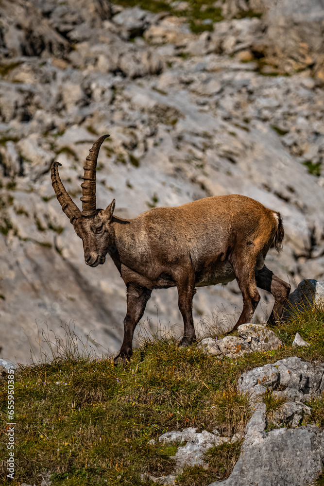 Steinbock