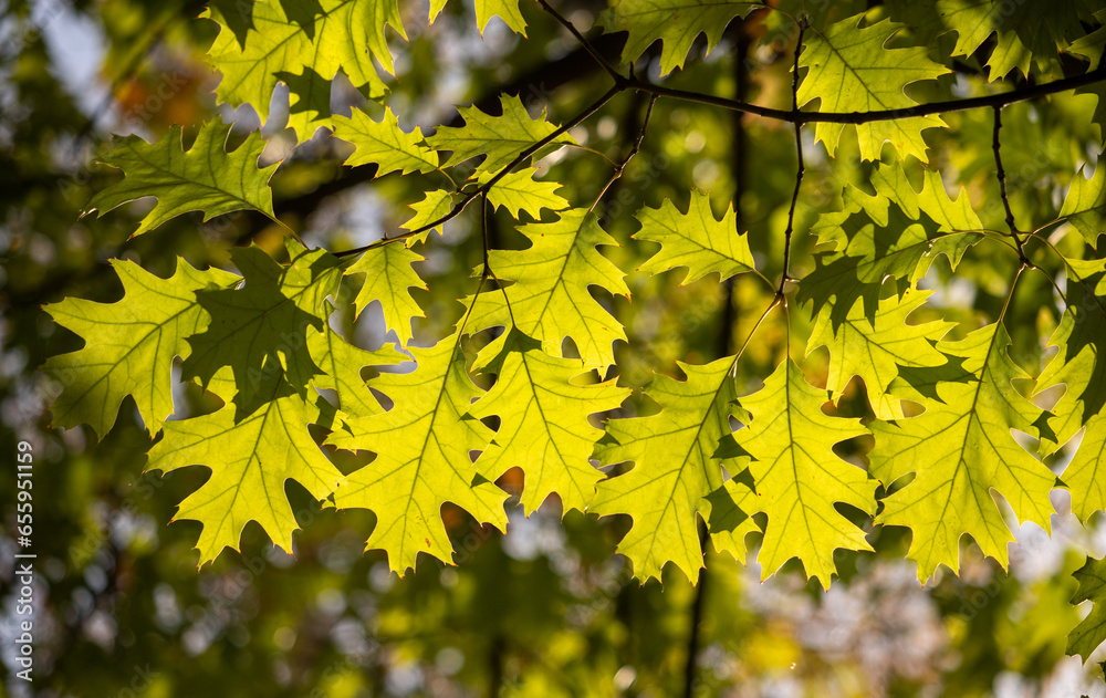 Green-yellow autumn leaves against the sky close-up, autumn landscape Green-yellow autumn leaves against the sky close-up, autumn landscape