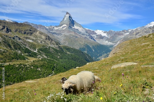 Landscape of the Matterhorn/Matterhorn with beautiful sheep