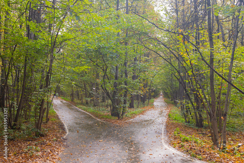 forks of roads in the forest