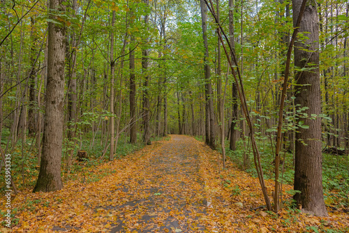 road covered with fallen leaves