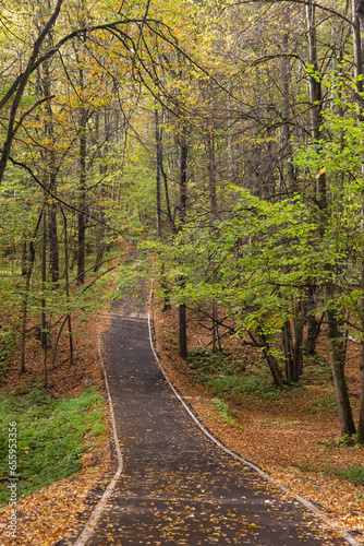road covered with fallen leaves