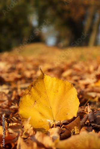 colorful autumn leaves on the ground