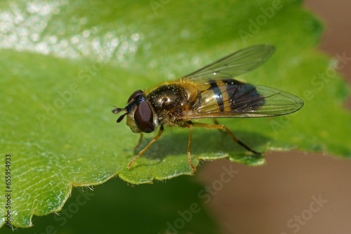 Closeup of the Spring hoverfly , Epistrophe eligans on a green leaf © Henk