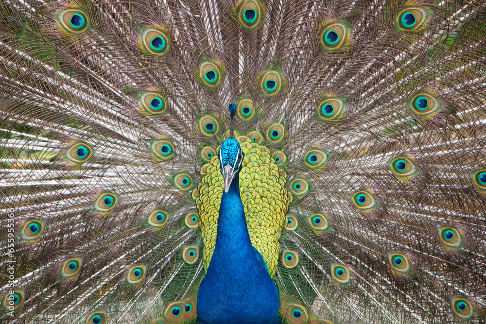 Naklejka premium peacock with feathers out