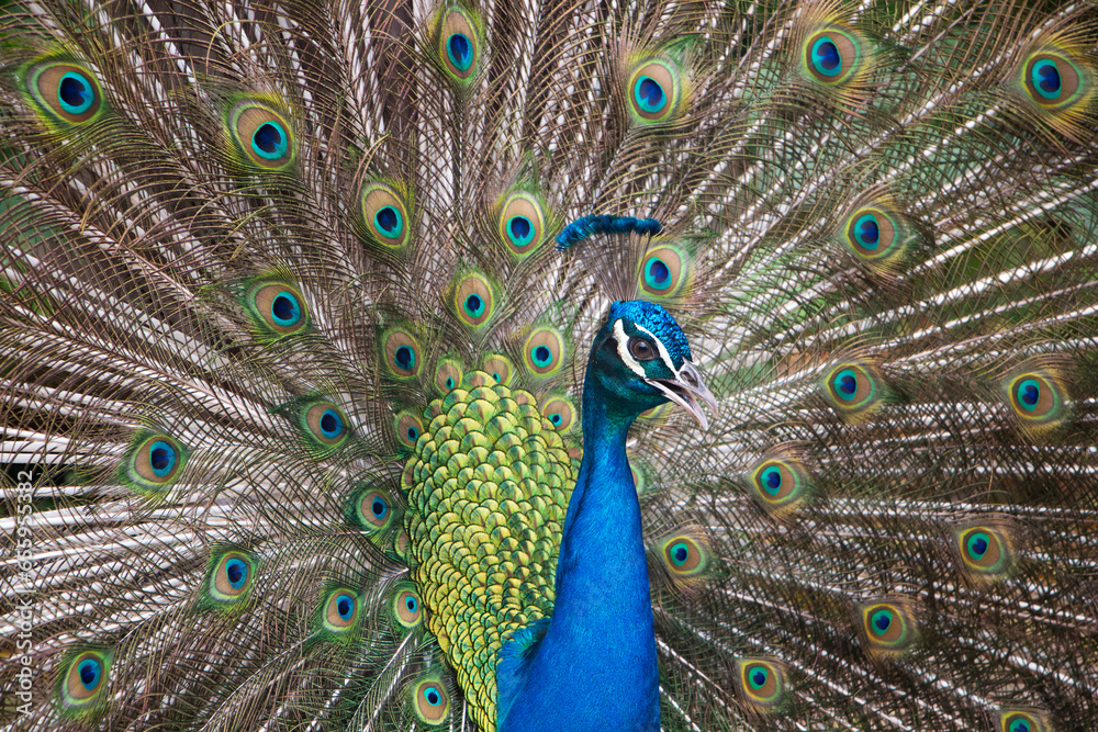 Obraz premium peacock with feathers out