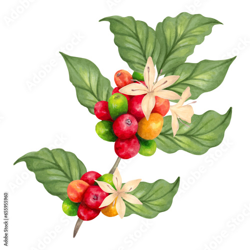 Branch of a coffee tree. Aroma of Robusta and Arabica varieties. Ripening of coffee berries. Realistic natural style. Organic illustration. Coffee day. Hand drawn isolated art.