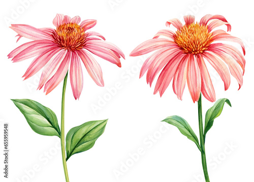 Set pink Flowers, echinacea on a white background. Watercolor botanical illustration. Hand drawn echinacea plant