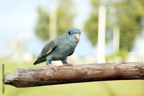 lineolated parakeet cobalt turquoise grey wing perched on a log
The barred parakeet (Bolborhynchus lineola), also known as lineolated parakeet, Catherine parakeet or 'linnies' for short photo