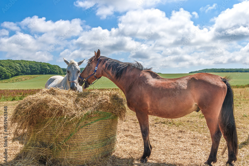Obraz premium Two horses eat hay in a paddock