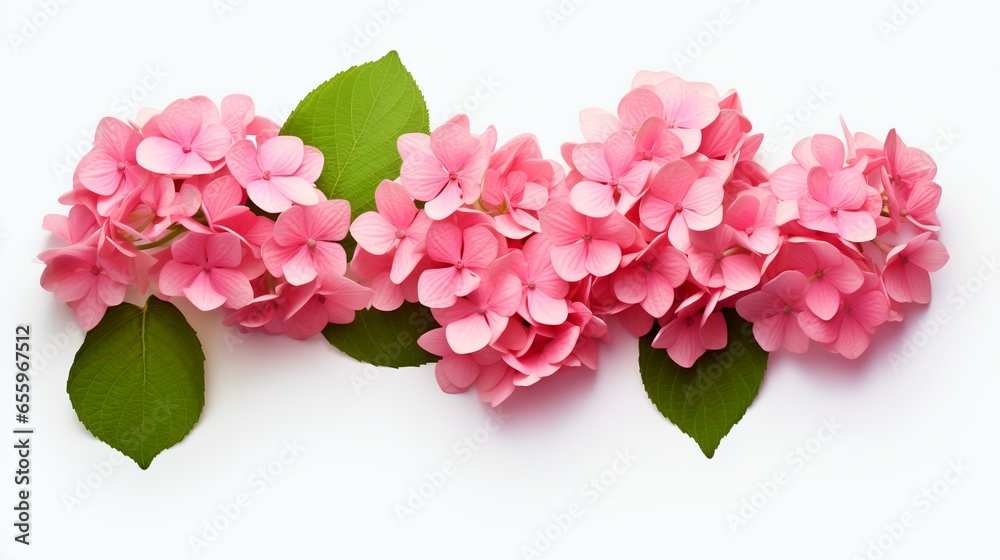 pink hydrangea flowers isolated