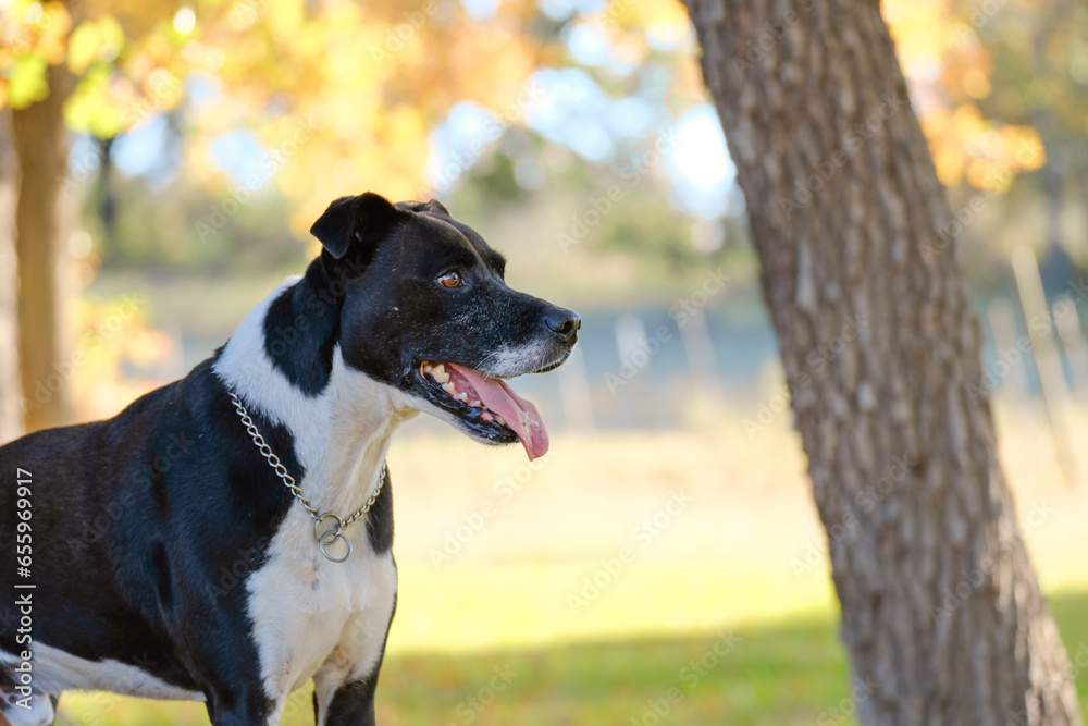 Happy adopted mutt dog with cheerful smile on face from fall season yard outdoors.