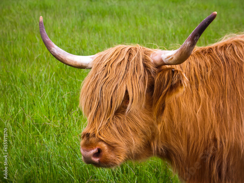 Outside portrait of a hairy orange highland cow with upright horns against a grassy background