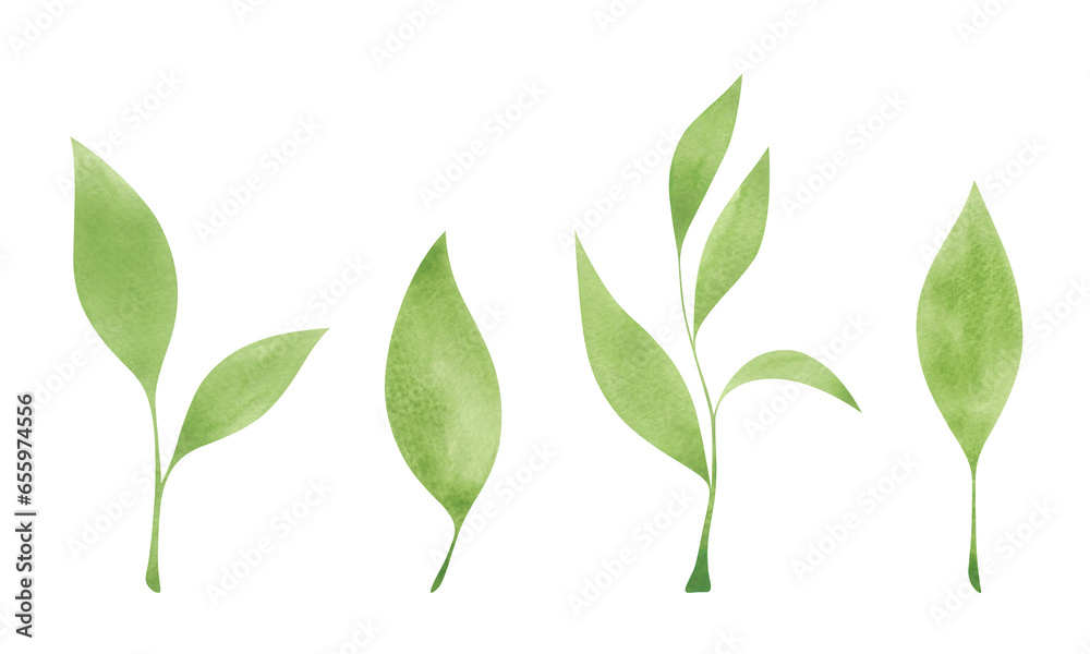 Fototapeta premium A set of green leaves isolated on a white background, hand-drawn. Watercolor twig with leaves. An element for design and decoration. The texture of watercolor on paper. A bright spring leaf.