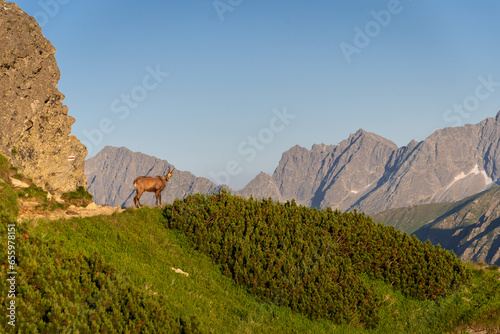 Fototapeta Naklejka Na Ścianę i Meble -  Wild chamois in High Tatras mountains on the way to Kasprowy Wierch during the summer sunset. Tatry Wysokie from Polish side have much to offer for hikers. Amaizing mountains, views and sceneries.