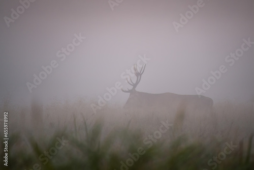 Fototapeta Naklejka Na Ścianę i Meble -  misty morning mist