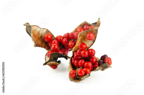 Red fruits of Iris foetidissima on a white background. Wild iris. photo