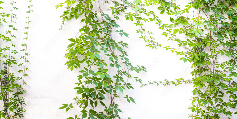 Bush grape or three-leaved wild vine cayratia (Cayratia trifolia) liana ivy plant bush, nature frame jungle border isolated on white background. - obrazy, fototapety, plakaty 