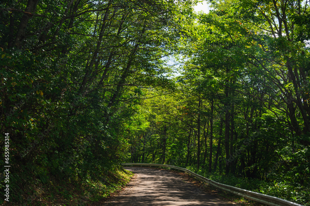Naklejka premium 光差し込む初秋の林道安曇奈川線
